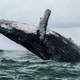 Image for article titled Here's what it's like to be swallowed whole by a humpback whale